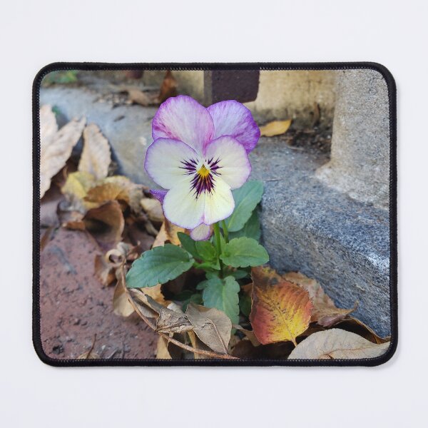 Item preview, Pavementplant Pansy in Pennsport designed and sold by concretebotany.