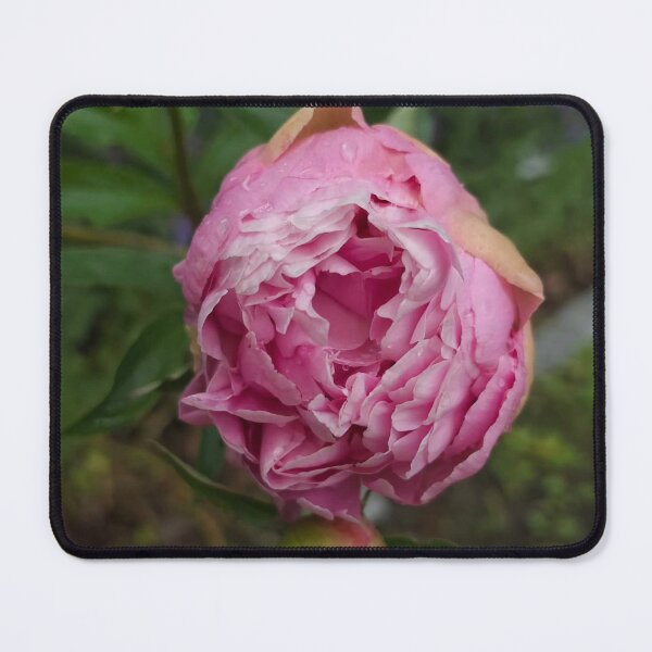 Item preview, Amsterdam Starbucks cCanal Sunset designed and sold by Karinouthuys.
