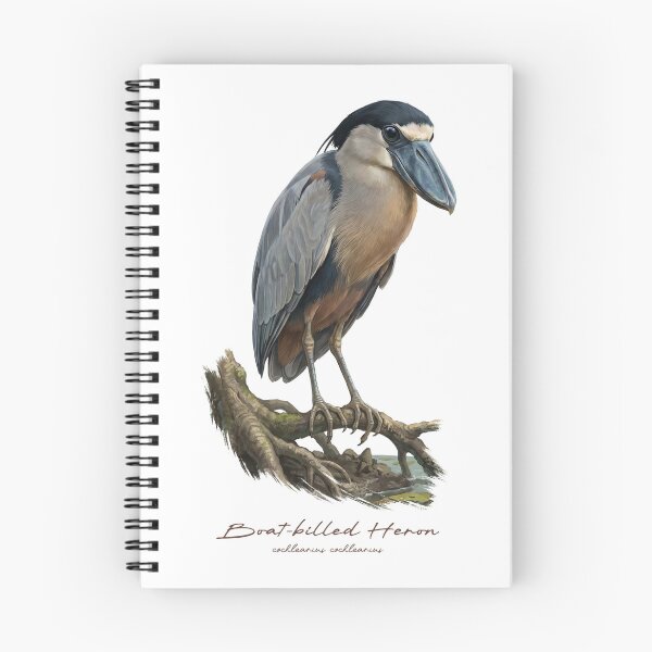 Item preview, Boat-billed Heron in Mangrove Swamp Bird Illustration designed and sold by Takeda-art.