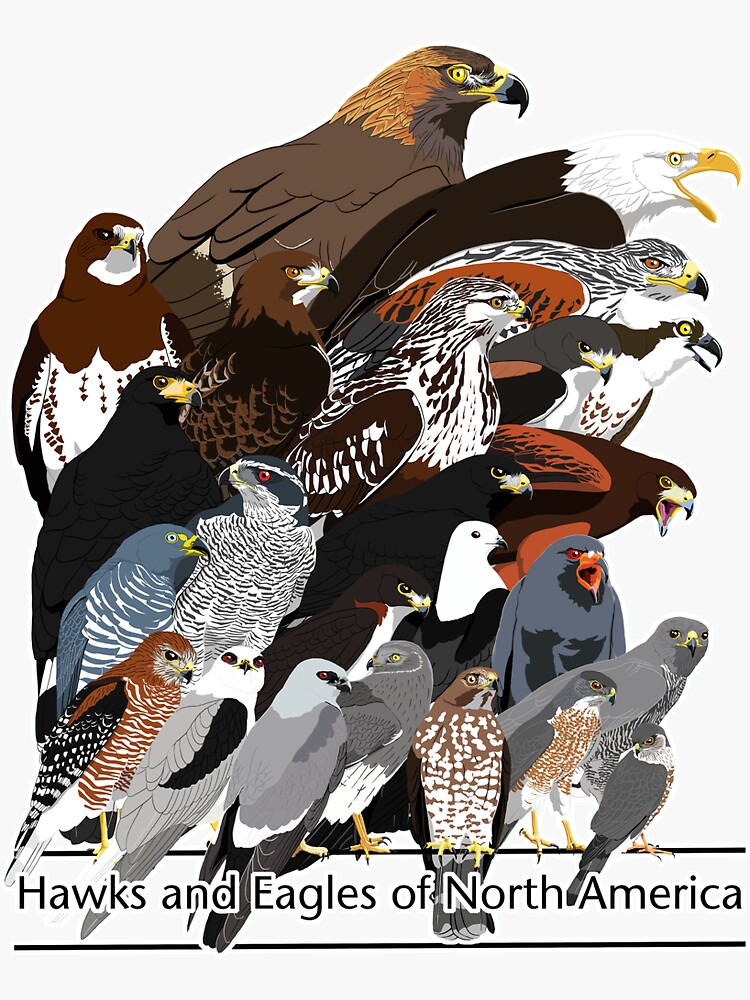 "Hawks and Eagles of North America" Sticker for Sale by BennuBirdy