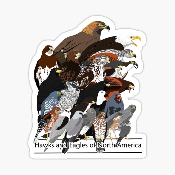Item preview, Hawks et Eagles d'Amérique du Nord designed and sold by BennuBirdy.