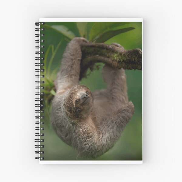 Item preview, Curious Sloth Hanging on Tree Branch designed and sold by Roamgrain Photos.