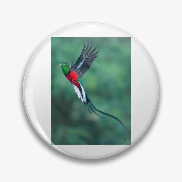 Artikelvorschau, Farbenprächtiger Quetzal im Flug entworfen und verkauft von Roamgrain Photos.