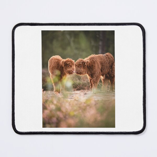 Item preview, Two Fluffy Highland Calves in Nature designed and sold by Roamgrain Photos.