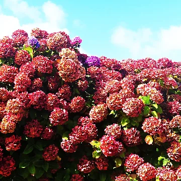 Artwork thumbnail, Hydrangea bed by ART22