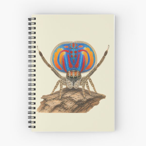 Item preview, Peacock Spider Courtship Colored Pencil Study designed and sold by BloomStudio1.