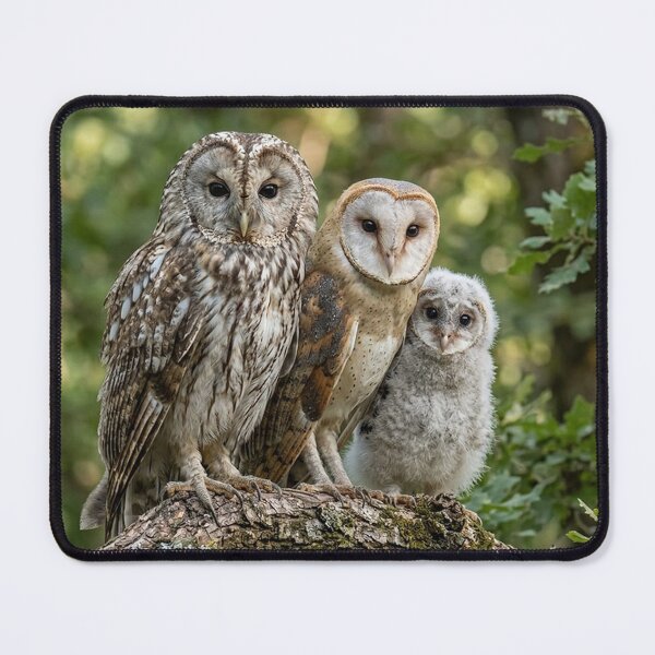 Item preview, Owl family designed and sold by snoWorkshop.