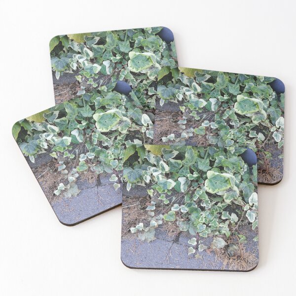 Item preview, Variegated Ivy Growing Alongside Pavement designed and sold by PhuongVoArt.