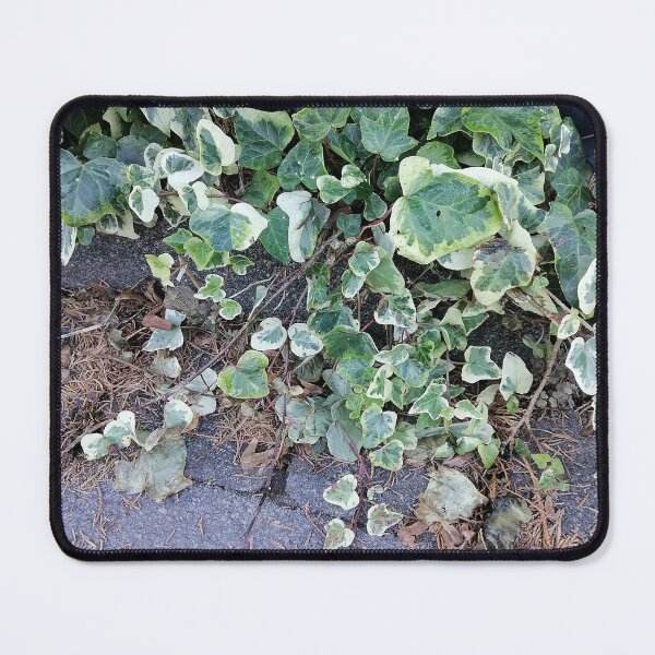 Item preview, Variegated Ivy Growing Alongside Pavement designed and sold by PhuongVoArt.