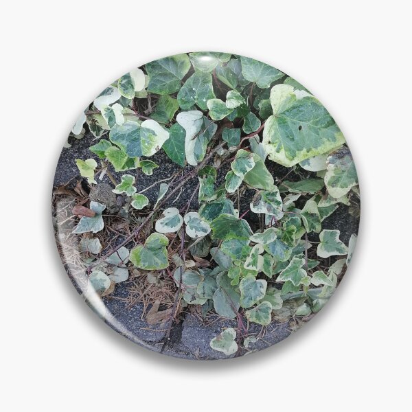 Item preview, Variegated Ivy Growing Alongside Pavement designed and sold by PhuongVoArt.