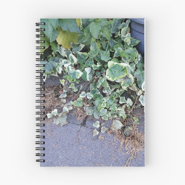 Item preview, Variegated Ivy Growing Alongside Pavement designed and sold by PhuongVoArt.