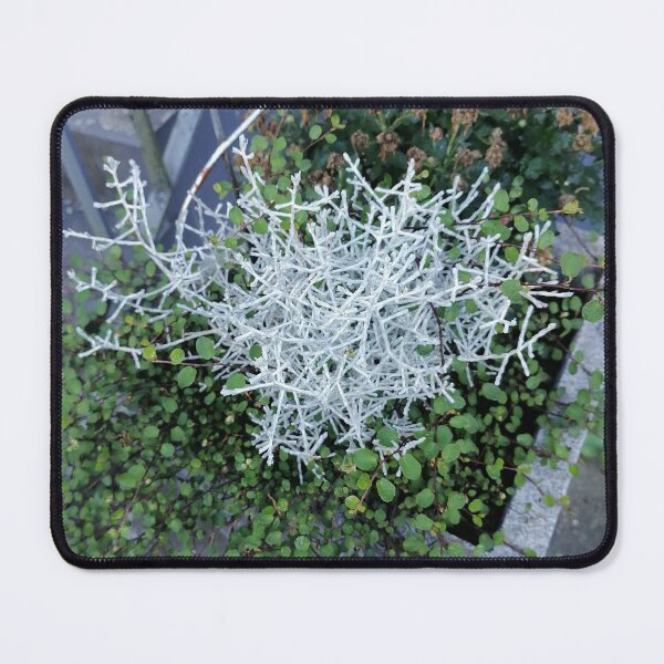 Artikelvorschau, Silver Branching Foliage Among Greenery entworfen und verkauft von PhuongVoArt.