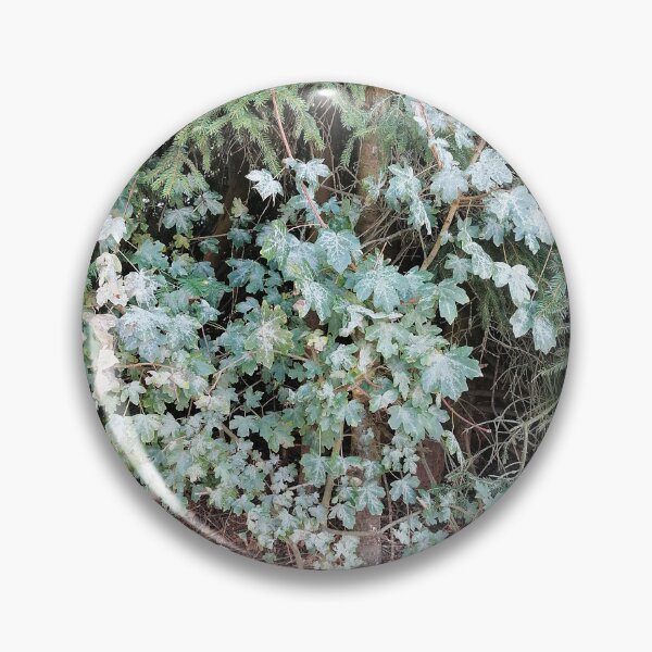 Item preview, Variegated Ivy Growing Among Evergreen Branches designed and sold by PhuongVoArt.