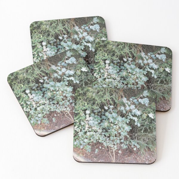 Item preview, Variegated Ivy Growing Among Evergreen Branches designed and sold by PhuongVoArt.