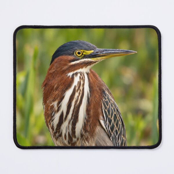 Item preview, Green Heron Among the Reeds designed and sold by Kimberly Palmer.