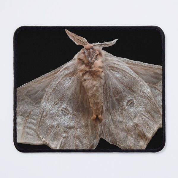 Item preview, Moth after light designed and sold by Nnone.