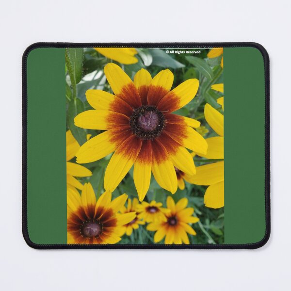 Item preview, Gloriosa Daisy (Black-Eyed Susan) designed and sold by Christopher Guilkey Photography .