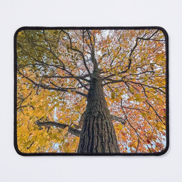 Item preview, Autumn tree seen from bellow designed and sold by homydesign.