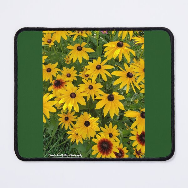 Item preview, Group of Black-Eyed Susans designed and sold by Christopher Guilkey Photography .