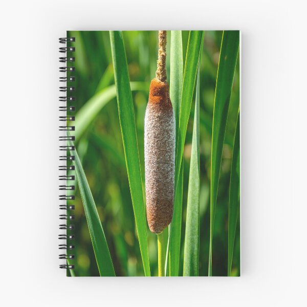 Item preview, Cattails designed and sold by TinyDinoDesigns.