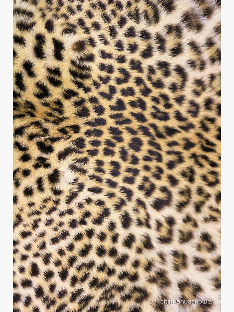 Leopard print by chihuahuashower