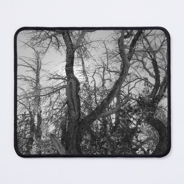 Item preview, Wild Trees in the Wilderness designed and sold by Robert Ball.