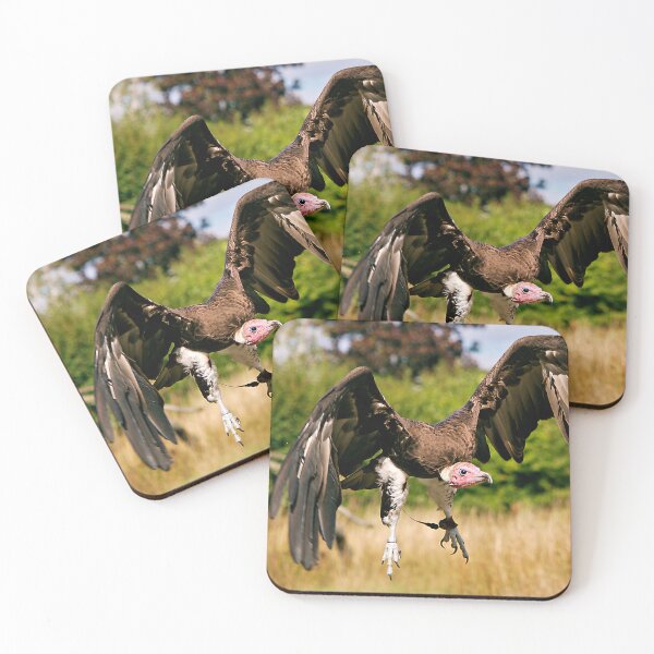 Item preview, Hooded Vulture in Flight, Suffolk Owl Sanctuary designed and sold by RJKYTE1970.