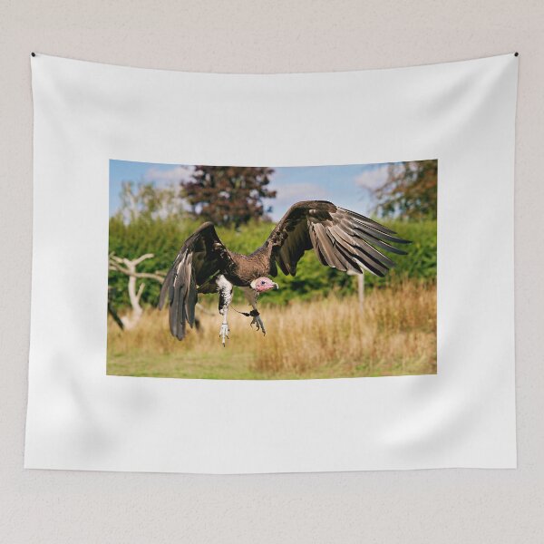 Item preview, Hooded Vulture in Flight, Suffolk Owl Sanctuary designed and sold by RJKYTE1970.