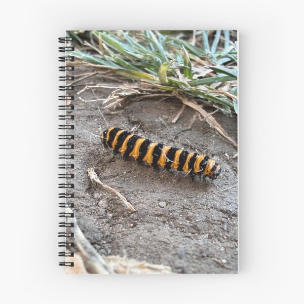 Item preview, Striking Cinnabar Caterpillar designed and sold by Astute-Artio-Photography.
