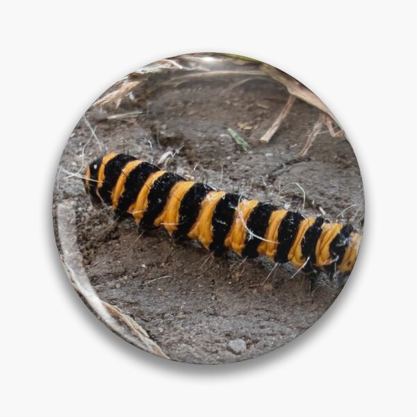 Item preview, Striking Cinnabar Caterpillar designed and sold by Astute-Artio-Photography.