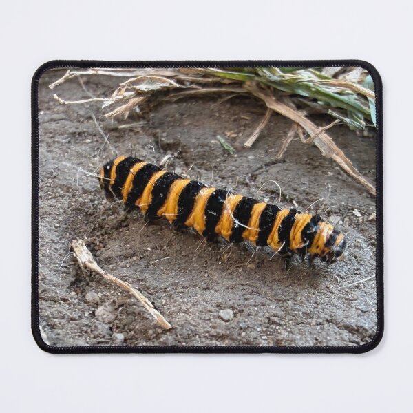 Item preview, Striking Cinnabar Caterpillar designed and sold by Astute-Artio-Photography.