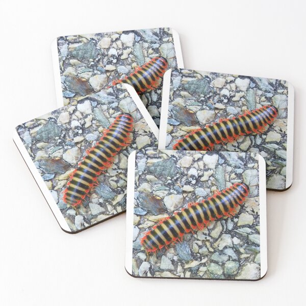 Item preview, Flat-backed Millipede designed and sold by Christopher Guilkey Photography .