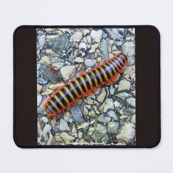 Item preview, Flat-backed Millipede designed and sold by Christopher Guilkey Photography .