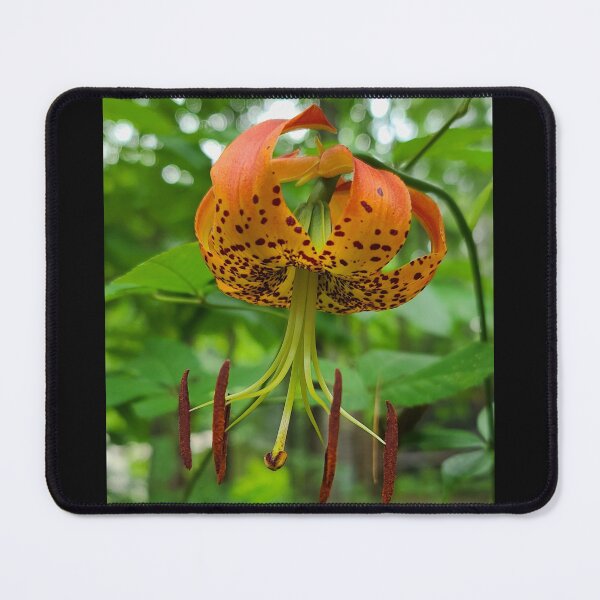 Item preview, Carolina Lily designed and sold by Christopher Guilkey Photography .