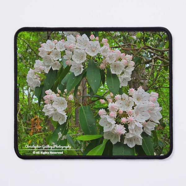 Item preview, Mountain Laurel Blooms designed and sold by Christopher Guilkey Photography .