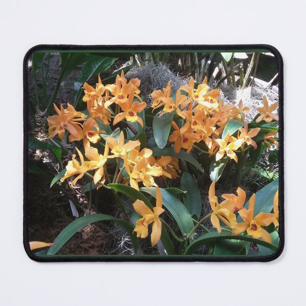 Item preview, Orchids (Guarianthe aurantiaca) designed and sold by Ben Waggoner.