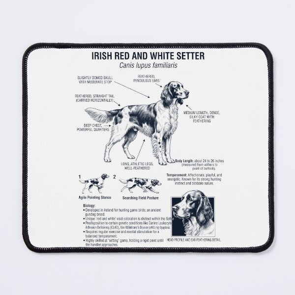 Item preview, Irish Red And White Setter Scientific Anatomy Biology Dog Lover designed and sold by dian-rody-crest.