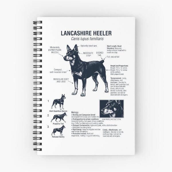 Item preview, Lancashire Heeler Scientific Anatomy Biology Dog Lover designed and sold by dian-rody-crest.