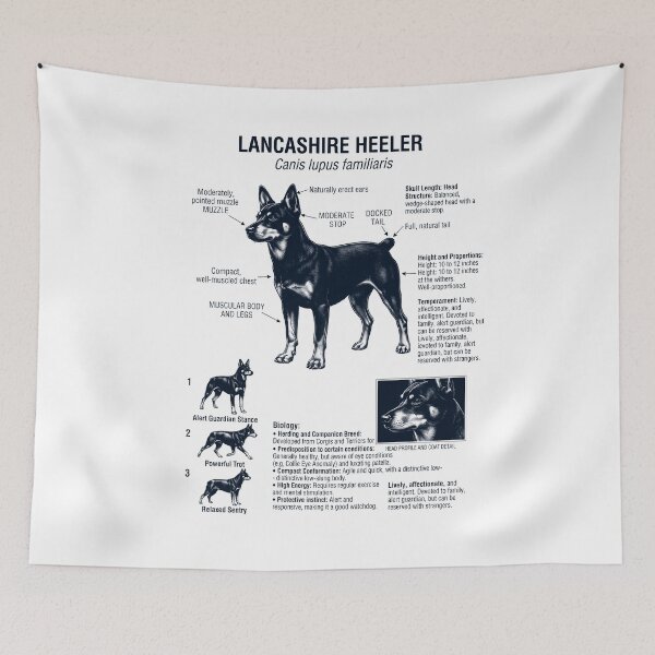 Item preview, Lancashire Heeler Scientific Anatomy Biology Dog Lover designed and sold by dian-rody-crest.