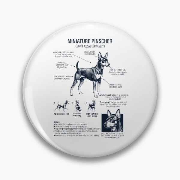Item preview, Miniature Pinscher Scientific Anatomy Biology Dog Lover designed and sold by dian-rody-crest.