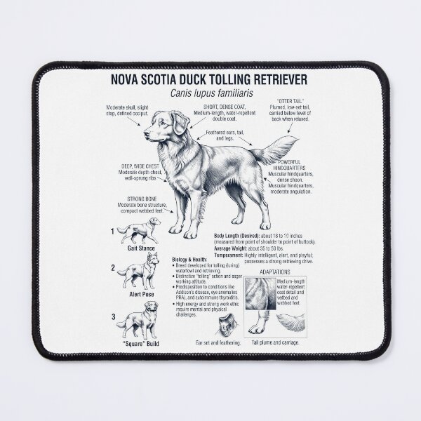 Item preview, Nova Scotia Duck Tolling Retriever Scientific Anatomy Biology Dog Lover designed and sold by dian-rody-crest.
