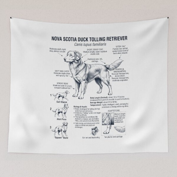 Item preview, Nova Scotia Duck Tolling Retriever Scientific Anatomy Biology Dog Lover designed and sold by dian-rody-crest.