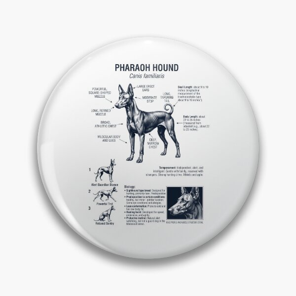 Item preview, Pharaoh Hound Scientific Anatomy Biology Dog Lover designed and sold by dian-rody-crest.