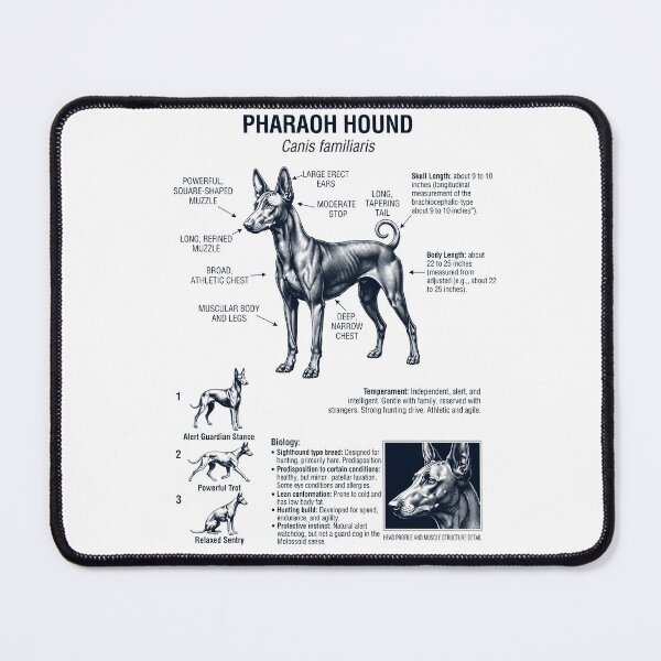 Item preview, Pharaoh Hound Scientific Anatomy Biology Dog Lover designed and sold by dian-rody-crest.