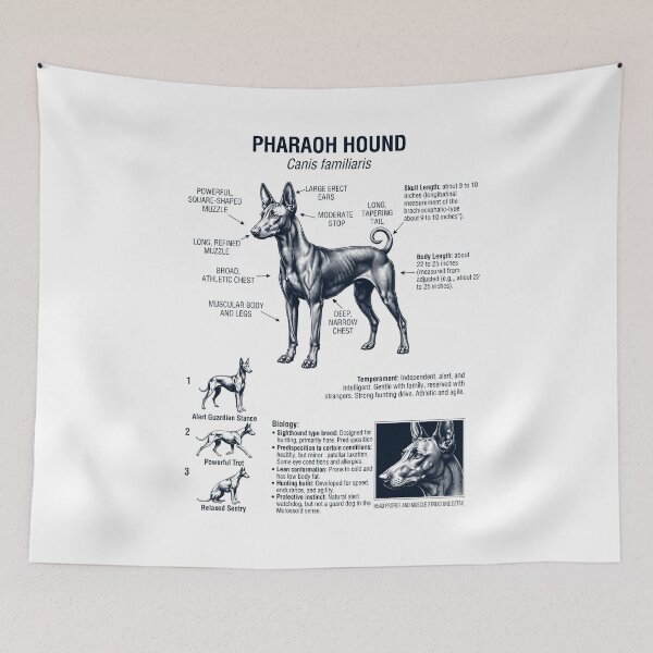 Item preview, Pharaoh Hound Scientific Anatomy Biology Dog Lover designed and sold by dian-rody-crest.