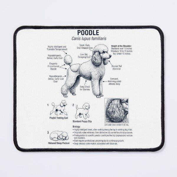 Item preview, Poodle Scientific Anatomy Biology Dog Lover designed and sold by dian-rody-crest.