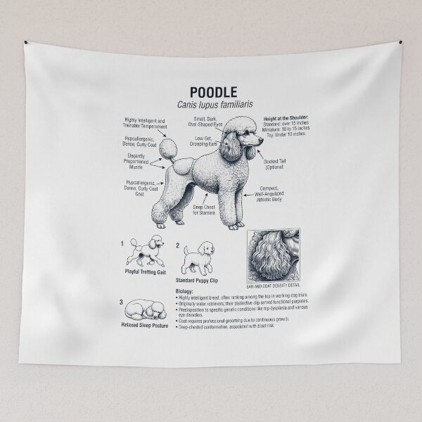 Item preview, Poodle Scientific Anatomy Biology Dog Lover designed and sold by dian-rody-crest.