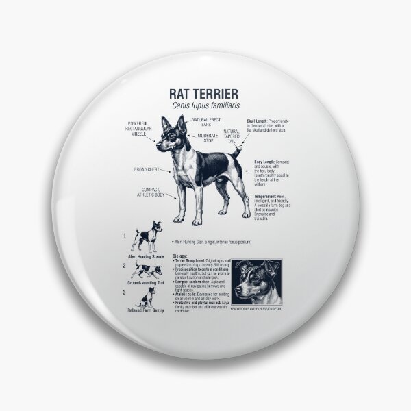 Artikelvorschau, Rat Terrier – Wissenschaftliche Anatomie, Biologie, Hundeliebhaber entworfen und verkauft von dian-rody-crest.
