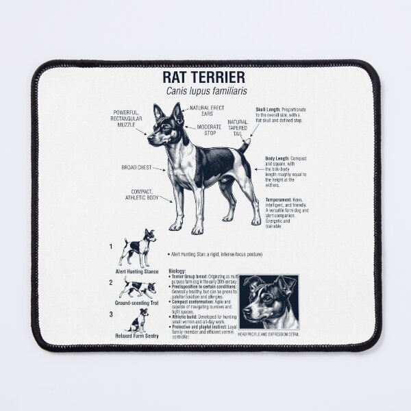 Item preview, Rat Terrier Scientific Anatomy Biology Dog Lover designed and sold by dian-rody-crest.