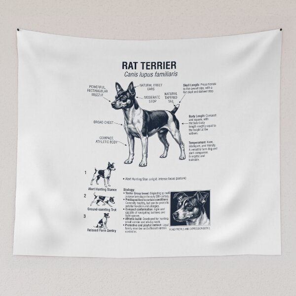 Artikelvorschau, Rat Terrier – Wissenschaftliche Anatomie, Biologie, Hundeliebhaber entworfen und verkauft von dian-rody-crest.